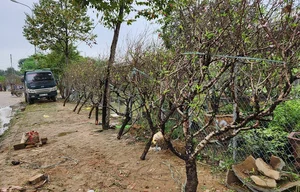 The Reality of the Tet Flower Market: Discarded Peach Blossoms in Thanh Hoa - image 5