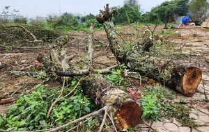The Reality of the Tet Flower Market: Discarded Peach Blossoms in Thanh Hoa - image 11