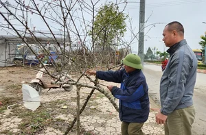 The Reality of the Tet Flower Market: Discarded Peach Blossoms in Thanh Hoa - image 13