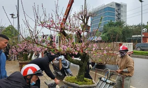 The Reality of the Tet Flower Market: Discarded Peach Blossoms in Thanh Hoa - image 1