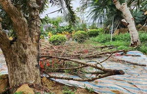 The Reality of the Tet Flower Market: Discarded Peach Blossoms in Thanh Hoa - image 15