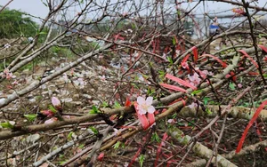 The Reality of the Tet Flower Market: Discarded Peach Blossoms in Thanh Hoa - image 17