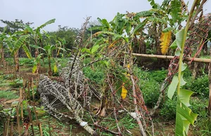 The Reality of the Tet Flower Market: Discarded Peach Blossoms in Thanh Hoa - image 3