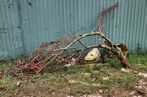 The Reality of the Tet Flower Market: Discarded Peach Blossoms in Thanh Hoa - image 0