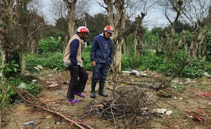 The Reality of the Tet Flower Market: Discarded Peach Blossoms in Thanh Hoa - image 16