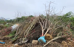 The Reality of the Tet Flower Market: Discarded Peach Blossoms in Thanh Hoa - image 9