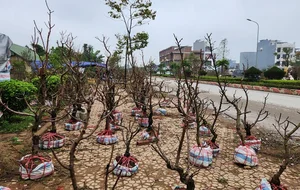 The Reality of the Tet Flower Market: Discarded Peach Blossoms in Thanh Hoa - image 10