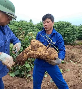 Giant Jicama Bonsai: The Unique Tet Trend in Hai Duong - image 7