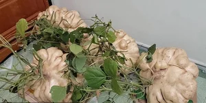 Giant Jicama Bonsai: The Unique Tet Trend in Hai Duong - image 3