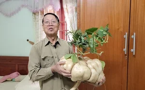 Giant Jicama Bonsai: The Unique Tet Trend in Hai Duong - image 4