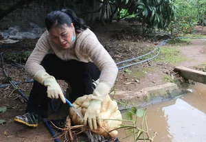 Giant Jicama Bonsai: The Unique Tet Trend in Hai Duong - image 0