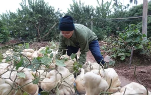 Giant Jicama Bonsai: The Unique Tet Trend in Hai Duong - image 6