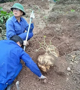 Giant Jicama Bonsai: The Unique Tet Trend in Hai Duong - image 1