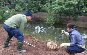 Giant Jicama Bonsai: The Unique Tet Trend in Hai Duong - image 2