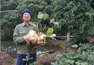 Giant Jicama Bonsai: The Unique Tet Trend in Hai Duong - image 5