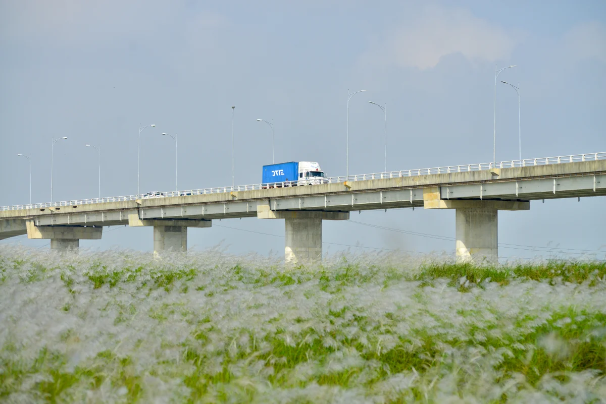 The Enchanting Reed Season Along Thu Bon River in Central Vietnam