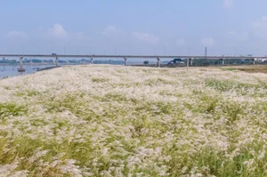 The Enchanting Reed Season Along Thu Bon River in Central Vietnam - image 7