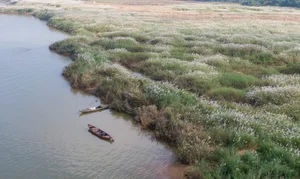 The Enchanting Reed Season Along Thu Bon River in Central Vietnam - image 6