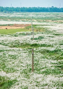 The Enchanting Reed Season Along Thu Bon River in Central Vietnam - image 4