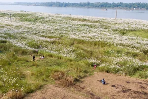 The Enchanting Reed Season Along Thu Bon River in Central Vietnam - image 2