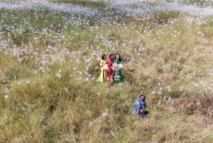 The Enchanting Reed Season Along Thu Bon River in Central Vietnam - image 3