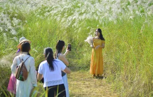 The Enchanting Reed Season Along Thu Bon River in Central Vietnam - image 1
