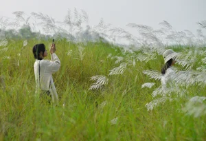The Enchanting Reed Season Along Thu Bon River in Central Vietnam - image 5