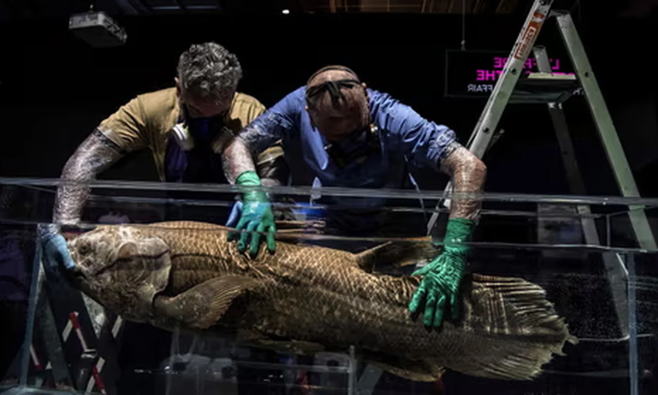 The Return of the Coelacanth: A Fish Thought Extinct for 65 Million Years