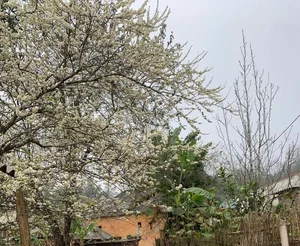 Adoring the Ancient Plum Blossoms of Y Ty This Spring - image 1