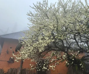 Adoring the Ancient Plum Blossoms of Y Ty This Spring - image 7