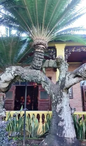 The Mystery of the Deadly Flora in Ly Nha Ky Private Estate - image 2