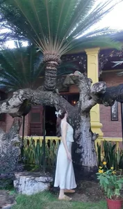 The Mystery of the Deadly Flora in Ly Nha Ky Private Estate - image 6