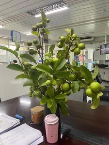 From Countryside Fruit to Chic Home Decor: The Unique Branch Arrangement Trend - image 3
