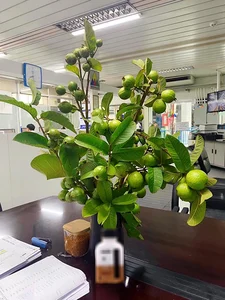 From Countryside Fruit to Chic Home Decor: The Unique Branch Arrangement Trend - image 2