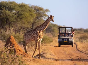 Discover Uganda: The Pearl of Africa and Home to Mountain Gorillas - image 4