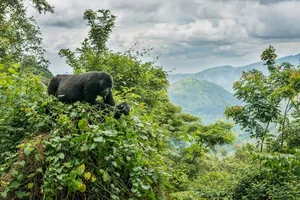 Discover Uganda: The Pearl of Africa and Home to Mountain Gorillas - image 3