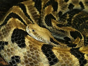 Top 10 Most Venomous Snakes: The Terrifying Mobile Coffin - image 18
