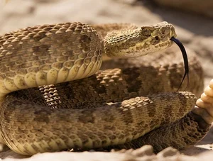 Top 10 Most Venomous Snakes: The Terrifying Mobile Coffin - image 30