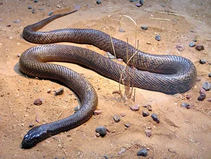 Top 10 Most Venomous Snakes: The Terrifying Mobile Coffin - image 8
