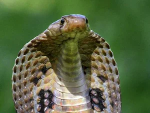 Top 10 Most Venomous Snakes: The Terrifying Mobile Coffin - image 11