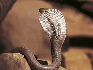 Top 10 Most Venomous Snakes: The Terrifying Mobile Coffin - image 0