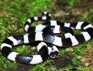 Top 10 Most Venomous Snakes: The Terrifying Mobile Coffin - image 20