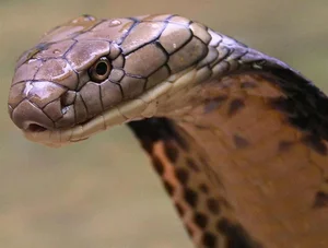 Top 10 Most Venomous Snakes: The Terrifying Mobile Coffin - image 13