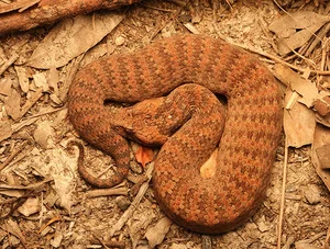 Top 10 Most Venomous Snakes: The Terrifying Mobile Coffin - image 19