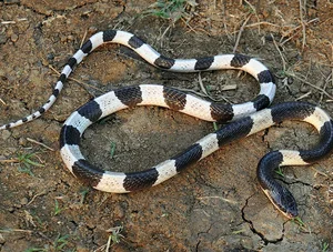Top 10 Most Venomous Snakes: The Terrifying Mobile Coffin - image 14