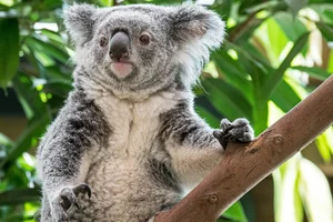 Bizarre Creatures and the Most Peculiar Habits in the Animal Kingdom - image 0