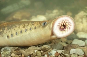 Bizarre Creatures and the Most Peculiar Habits in the Animal Kingdom - image 2