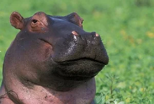 Bizarre Creatures and the Most Peculiar Habits in the Animal Kingdom - image 5