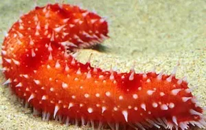 Bizarre Creatures and the Most Peculiar Habits in the Animal Kingdom - image 1