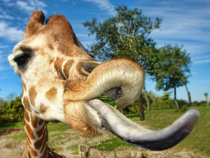 Bizarre Creatures and the Most Peculiar Habits in the Animal Kingdom - image 6